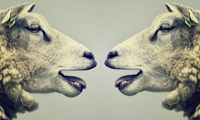 A pair of sheep